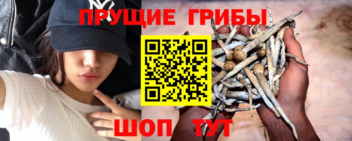 Чайковский  Псилоцибиновые грибы Magic Shrooms  купить наркоту  Вход с VPN  Псилоцибиновые грибы Psilocybe 